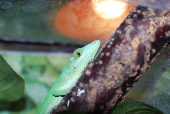 Anolis nabídka | Mart-Geko Janovský – Reptile